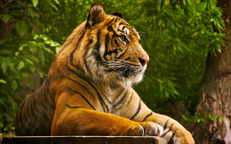 ভারতে