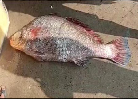 উদ্ধার