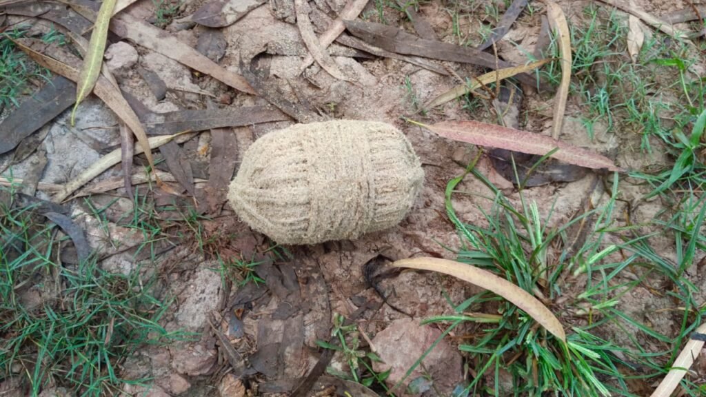 গ্রামের