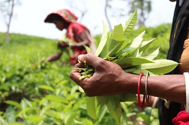 দাবি