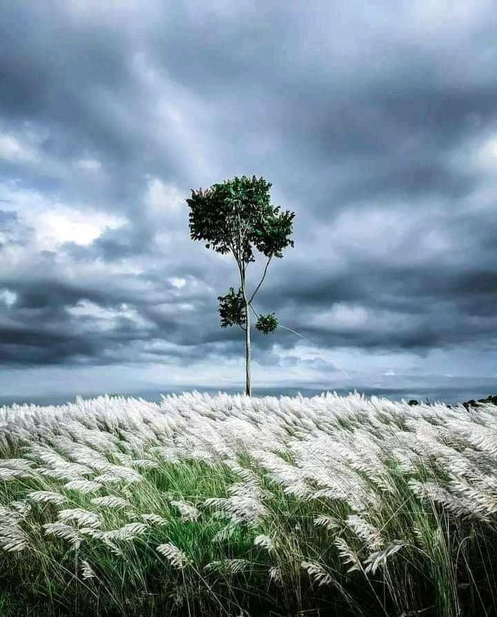 রোদ