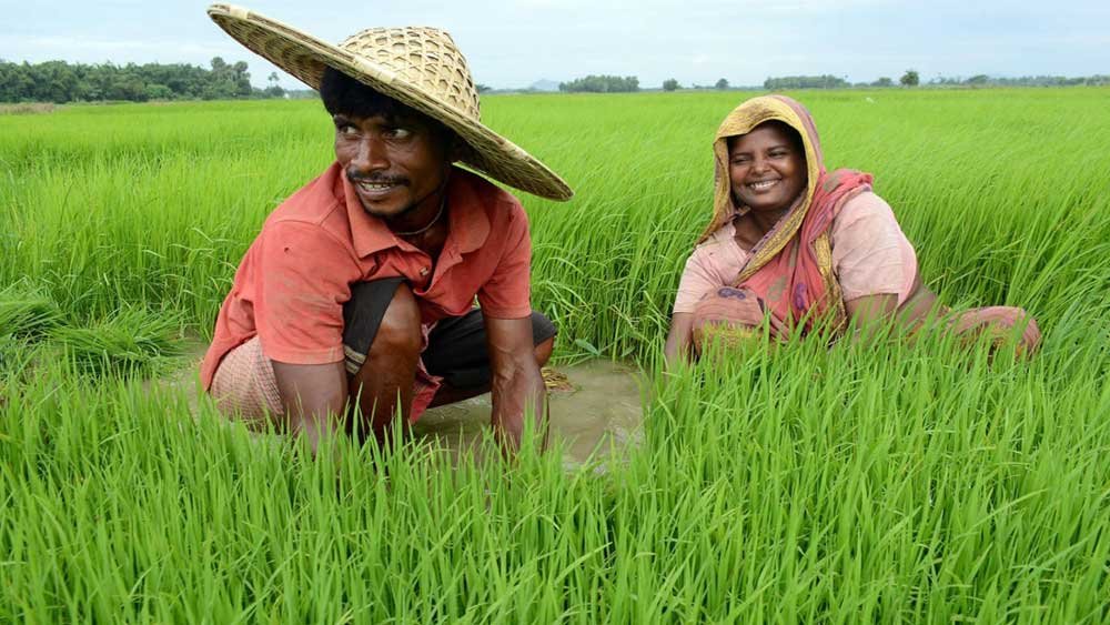 চাষির