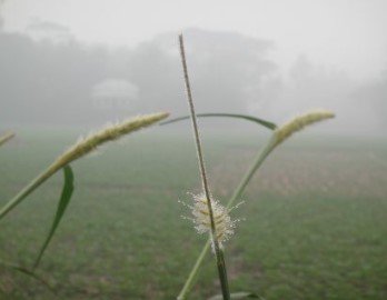 শীত