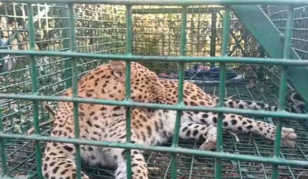 টোপে