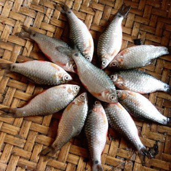সাহায্যে