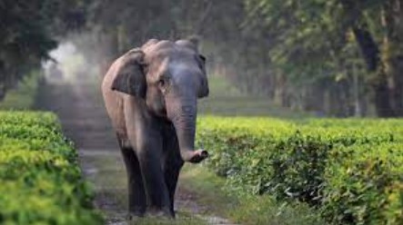 হাতির
