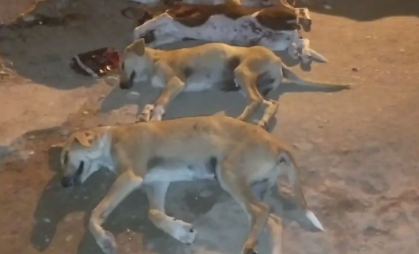 ৫ টি