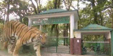 বাঘ