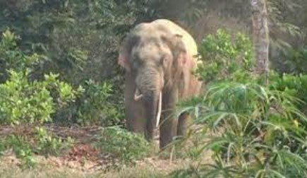 হানা
