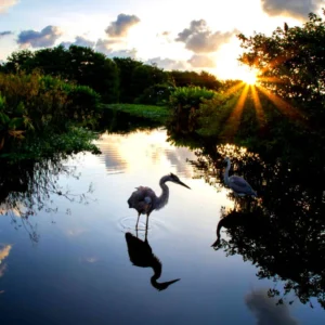 World Wetlands Day