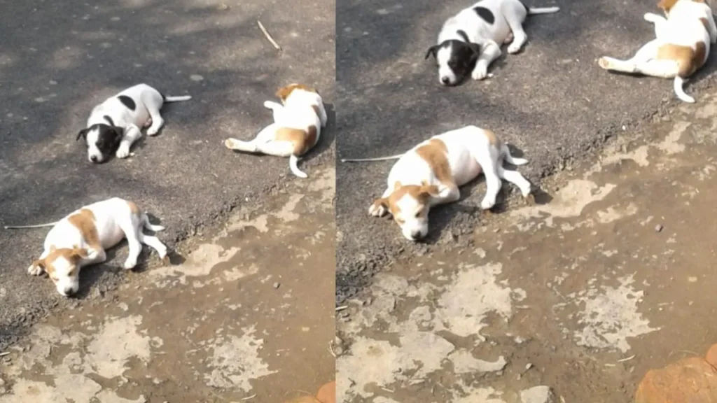A complaint has been lodged at the police station in the death of multiple dogs
