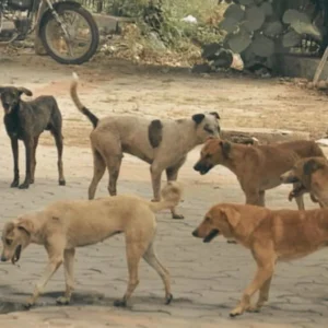 Unnatural death of dogs