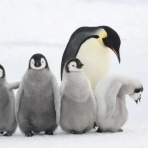 Antarctica