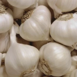 Garlic