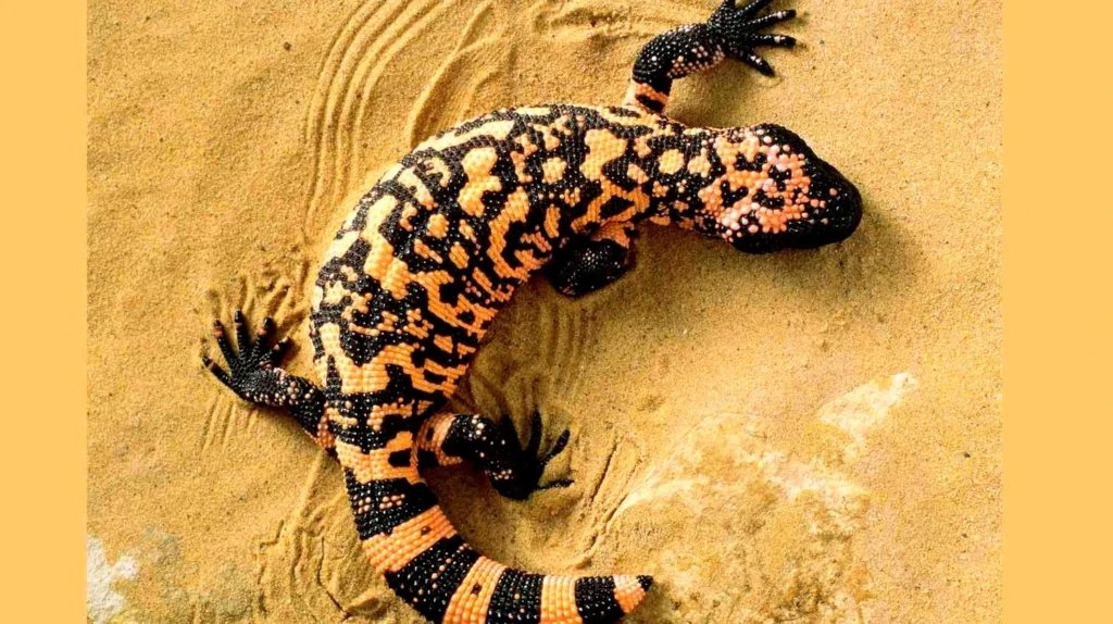 America: 'Dracula' lizard bites death