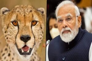 cheeta with modi
