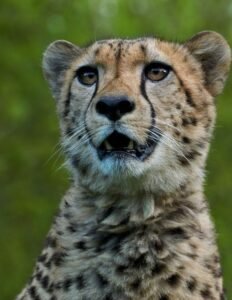 cheeta
