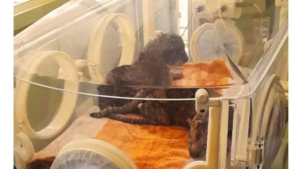 The lion cub was brought back to life