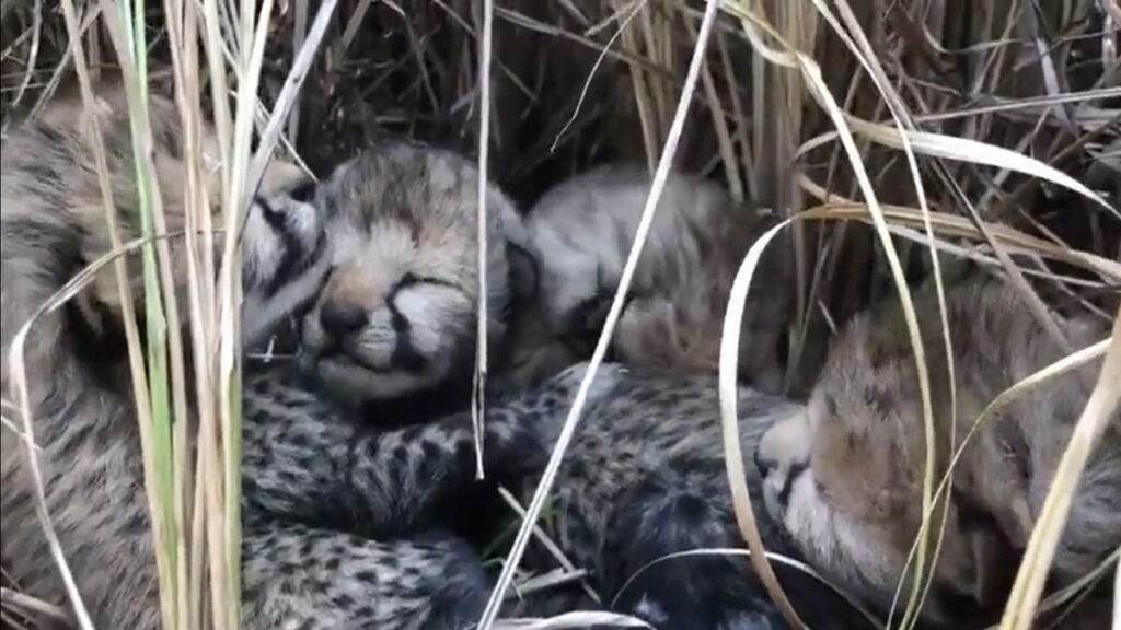 baby cheeta