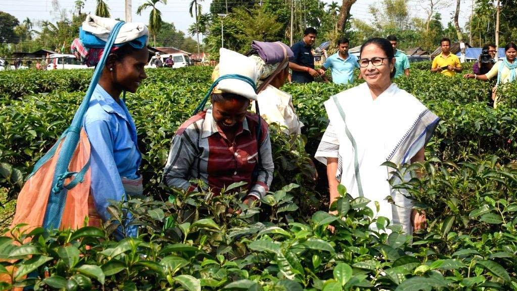 mamta banerjee at tea garden