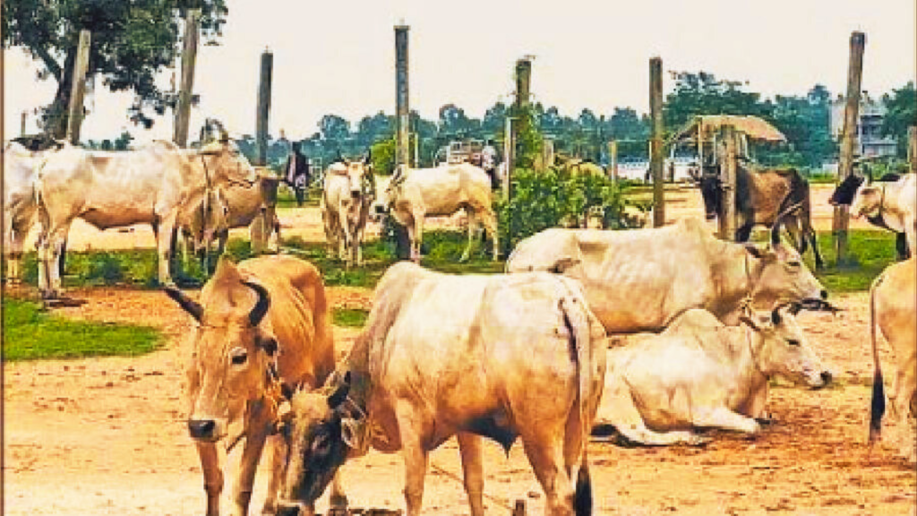 cow trafficking