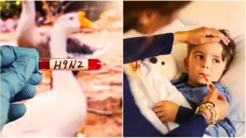 Bird Flu