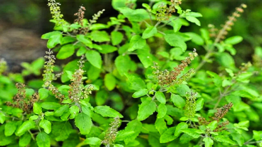 tulsi astro tip