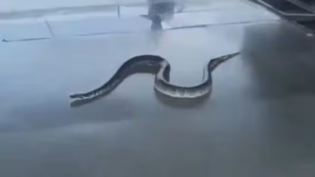 hugli-snake-scare-floo