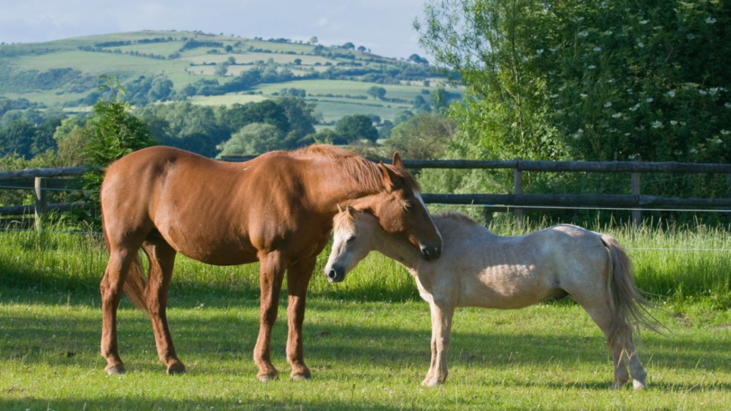horse-sleeping-standing-reason