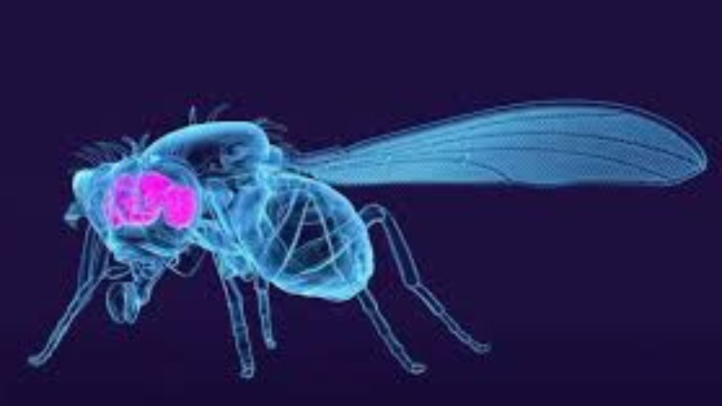 fruit-fly-brain-unveiling-secrets