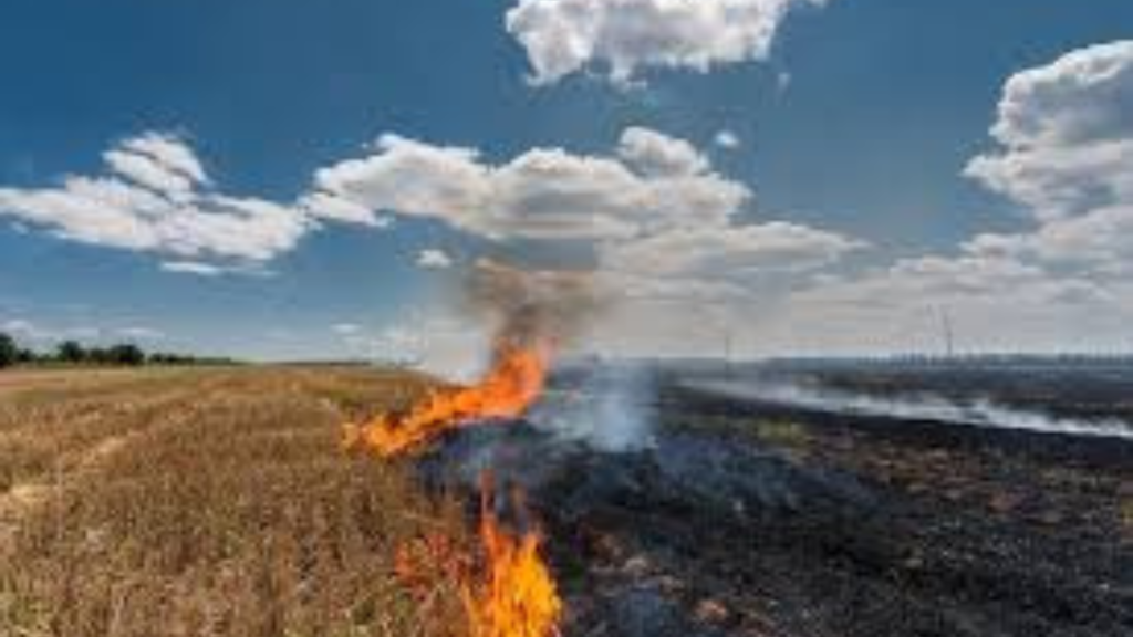 stubble-burning-supreme-court-criticism-2024-