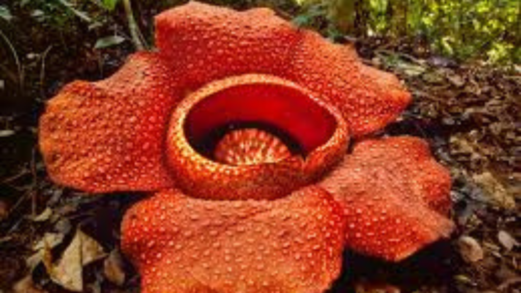 দুর্গন্ধযুক্ত ফুল