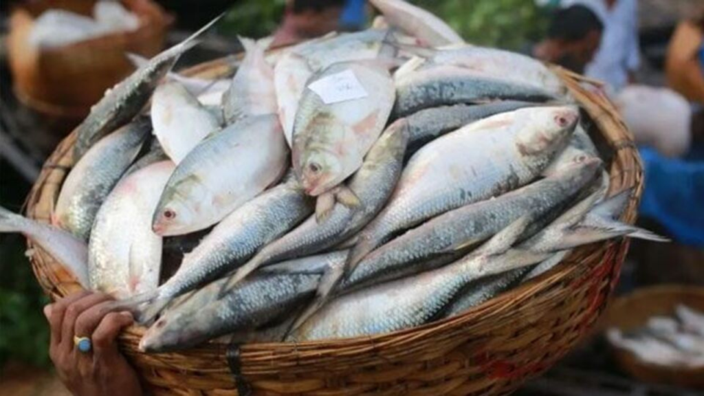 সমুদ্র ইলিশ
