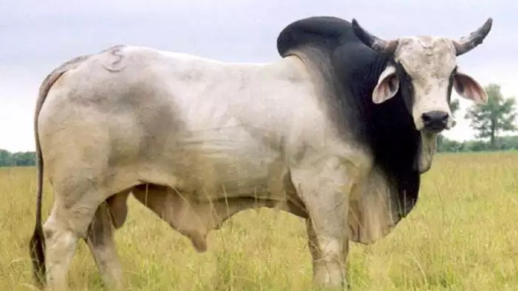 বোলপুরে ষাঁড়ের ওপর হামলার