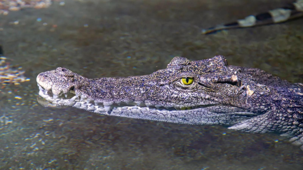 typhoon-yagi-crocodile-rescue-decision
