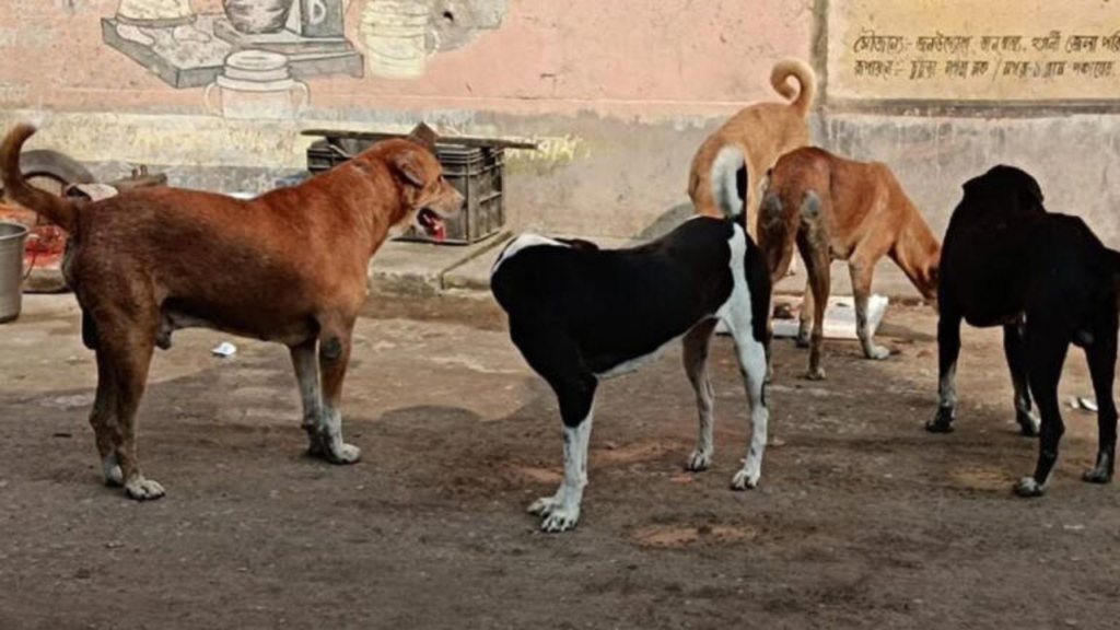 পথকুকুরদের খাওয়ানোর জন্য কলকাতা হাইকোর্টের নতুন নির্দেশনা।