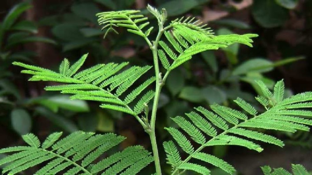 এড়িয়ে চলুন এই ৫টি গাছ