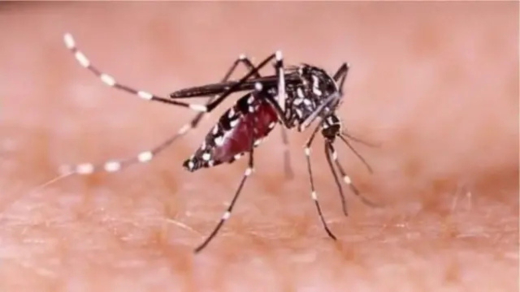 ডেঙ্গি নিয়ন্ত্রণে প্রশাসনের কঠোর নির্দেশ