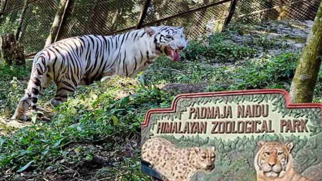 চিড়িয়াখানায় এসেছে নতুন অতিথি