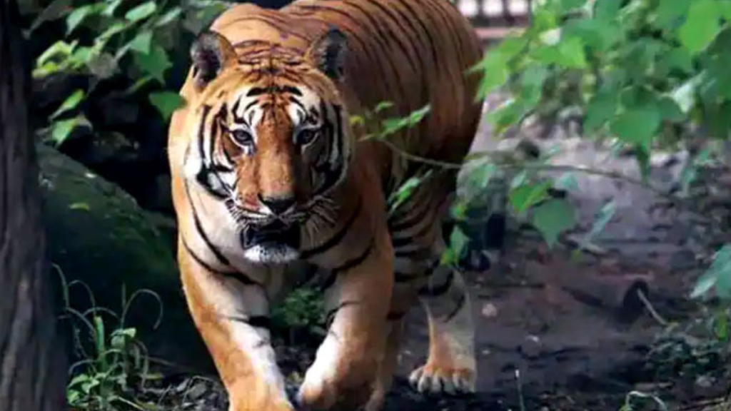 আবার বাঘের আতঙ্ক এবার কুলতলিতে  