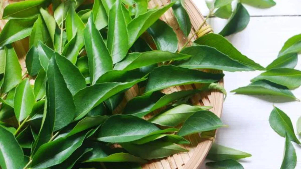 কারিপাতা