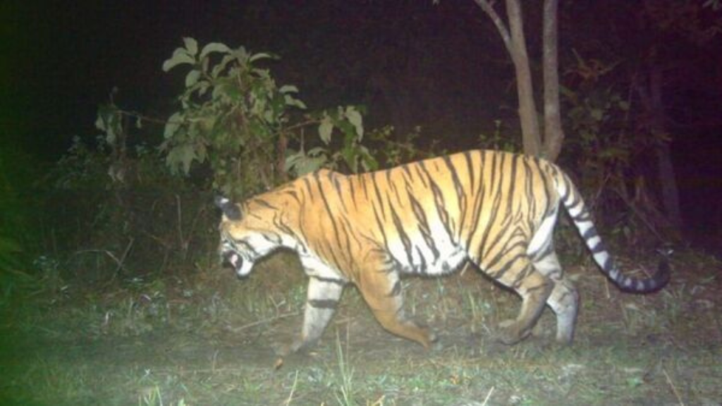 শীতের রাতে কুলতলিতে বাড়ির উঠোনে বাঘের হানা