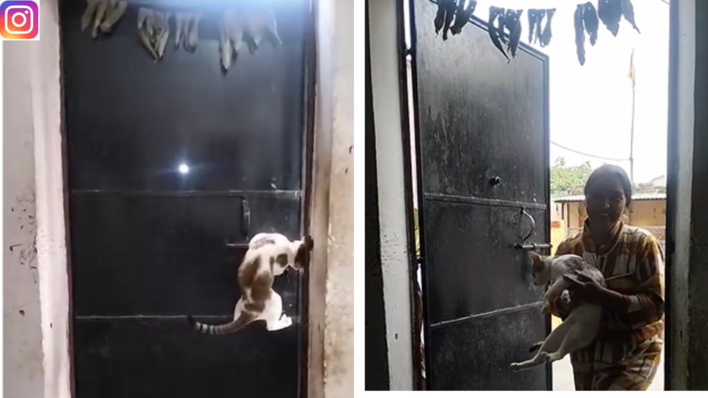 cat viral video