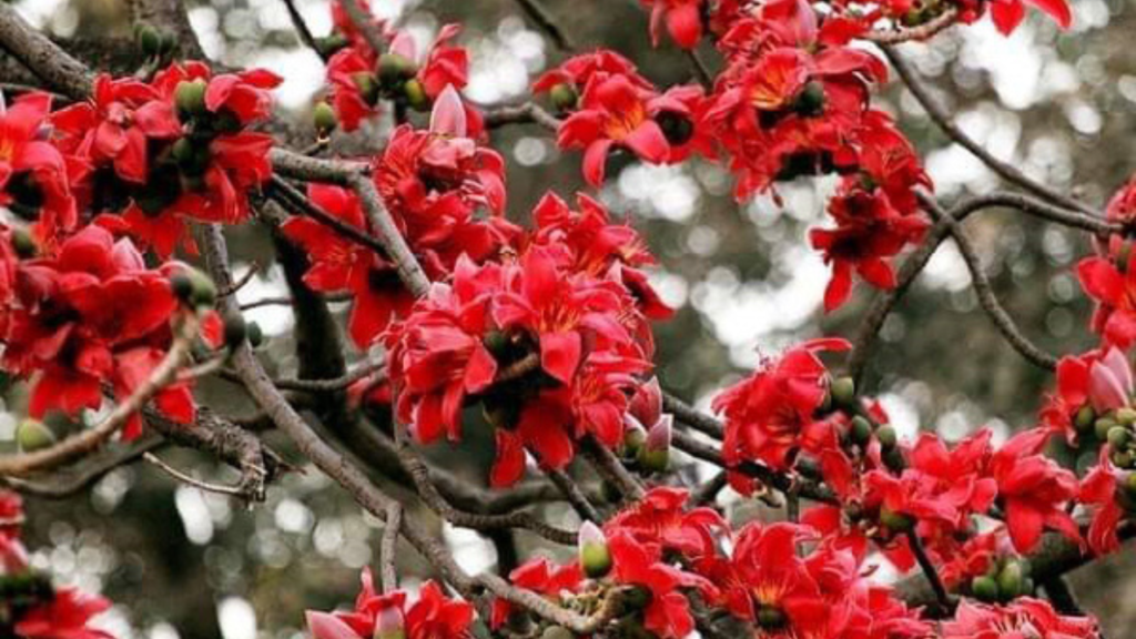 বসন্তের আগমনে রঙিন ফুলের সাজে গাছ এইসময় কিভাবে গাছের যত্ন নেবেন জেনে নিন 