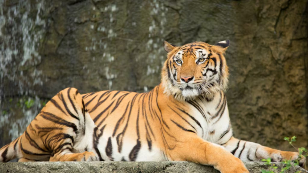 tiger