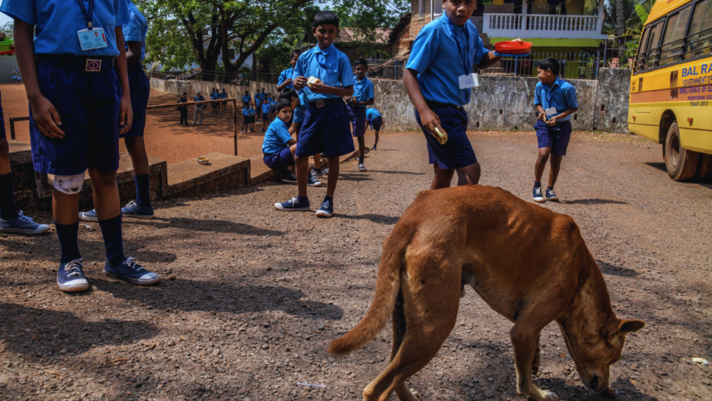 street dogs