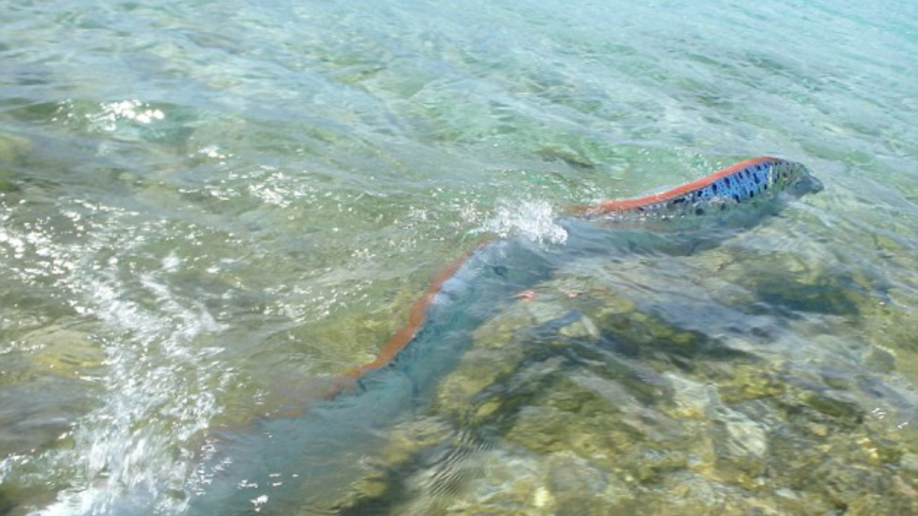 oarfish