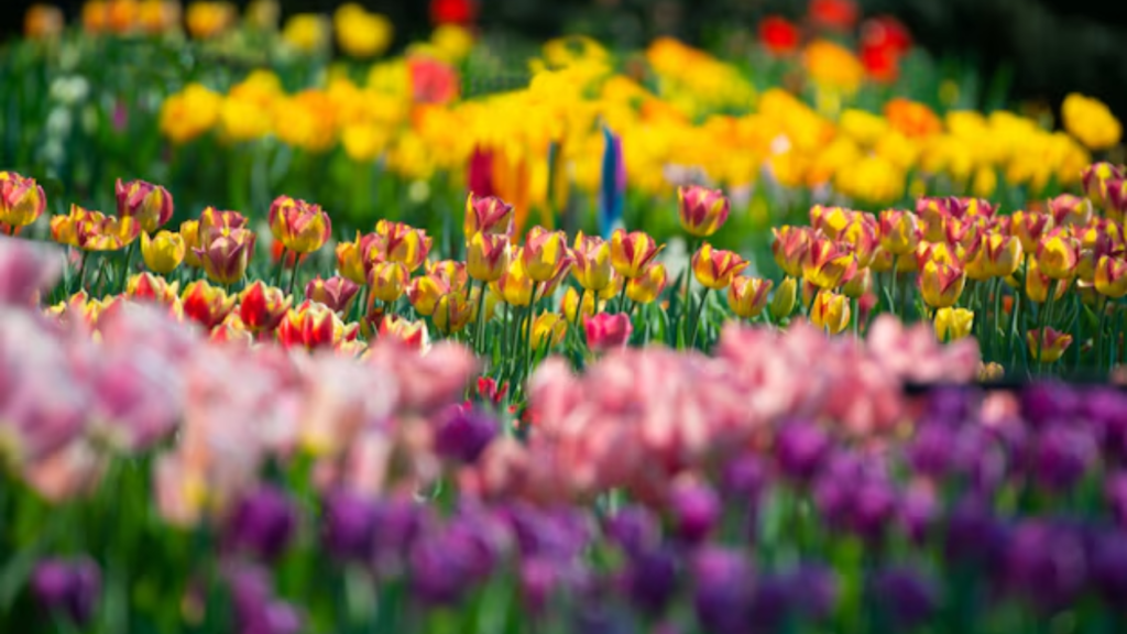tulip garden