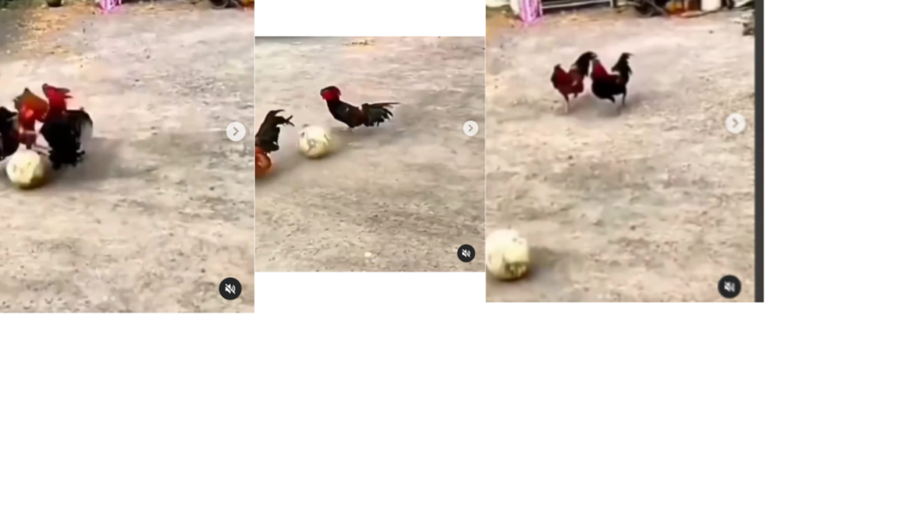 মুরগিরাও ফুটবল খেলে?