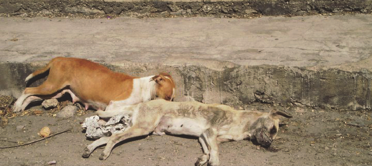Stray-dogs-poisoned-Newtown-Kolkata